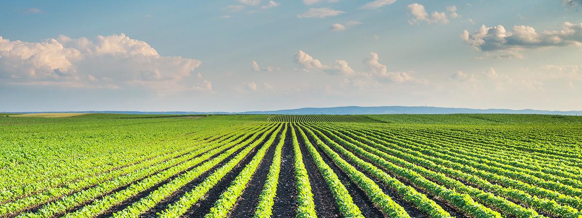 farm land demonstrating real estate neighborhood farming with direct mail marketing